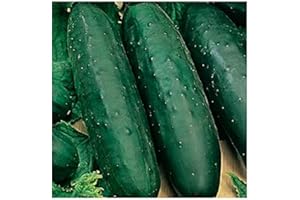 50 Marketmore 76 Cucumber Seeds | Non-GMO | Heirloom | Instant Latch Garden Seeds