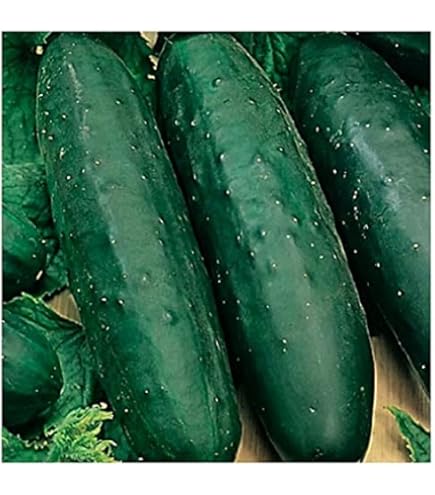 Growing Tips Burpee Straight Eight Heirloom Cucumber Seed, 1-Pack Cucumber Seeds F1