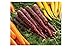 David's Garden Seeds Carrot Deep Purple SL2737 (Purple) 500 Hybrid Seeds