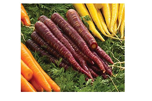 David's Garden Seeds Carrot Deep Purple SL2737 (Purple) 500 Hybrid Seeds David's Garden Seeds Carrot Deep Purple SL2737 (Purple) 500 Hybrid Seeds