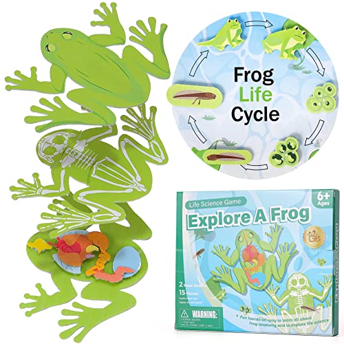 GiftAmaz Frog Anatomy Model Dissection Kit for Kids, Soft Felt Frog Science Lab Toy, Biology and