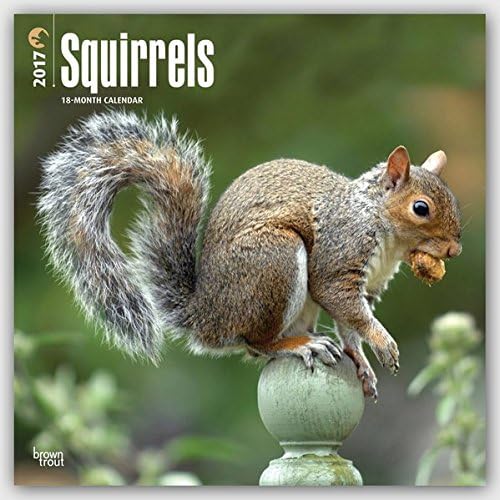 Squirrels - 2017 Calendar 12 x 12in Calendar