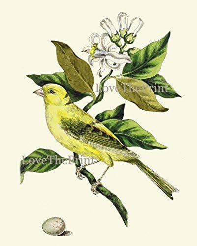 Bird Print Yellow Canary Finch Antique Art Beautiful Birds Green Garden Nature Blooming White Flowers Citrus Tree Branch Egg Home Room Wall Decor Poster Unframed CJ11