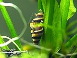 5 Live Assassin Snails (Clea helena - 1/2 to 1 Inch) - Removes All Pest Snails! by Aquatic Arts