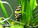 Aquatic Arts 5 Live Assassin Snails (Clea helena - 1/2 to 1 Inch) - Removes All Pest Snails