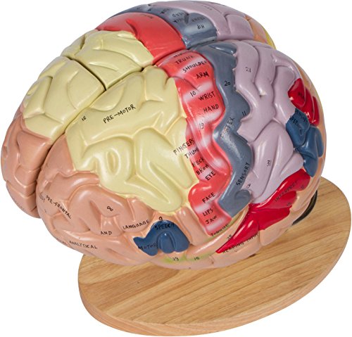Human Brain Model (Numbered) with Carrying Case - 2X Life-Size Anatomy Model by Geekidoc