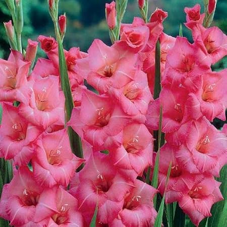 FernsFly IMP. Sword lily Gladiolus | Gladiola | Gladioli Flower Bulbs Home Outdoor Flowering Gardening Bulbs Blooming planting (Pack of 18 Applause Gladiolus)