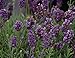 Lavance Purple Lavender - Quart Pot - Lavandula - Relaxing - Indoors or Out