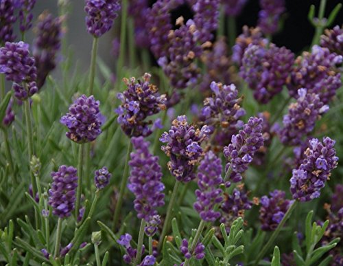 Lavance Purple Lavender - Quart Pot - Lavandula - Relaxing - Indoors or Out