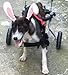 Adjustable Dog Wheelchair ＸＳ Size, Weight 4.4 to 17.6 lbs, Hip Height:7.5