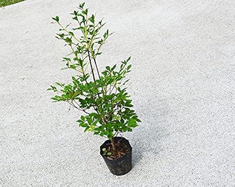 Amazon ドウダンツツジ 約50cm 満天星躑躅 植木 庭木 ガーデニング 苗 落葉 生垣 紅葉 花 つつじ すずらん 植木