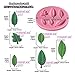 Funshowcase 6 Leaves Fondant Leaf Candy Mold for Sugar Paste, Chocolate, Fondant, Butter, Resin, Polymer Clay, Wax, Soap, Crafting Projects and Cake Decoration