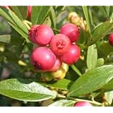 Pink Lemonade Blueberry (Vaccinium) - Live Plant - 1 Gallon Pot