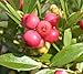 Pink Lemonade Blueberry (Vaccinium) - Live Plant - Quart Pot
