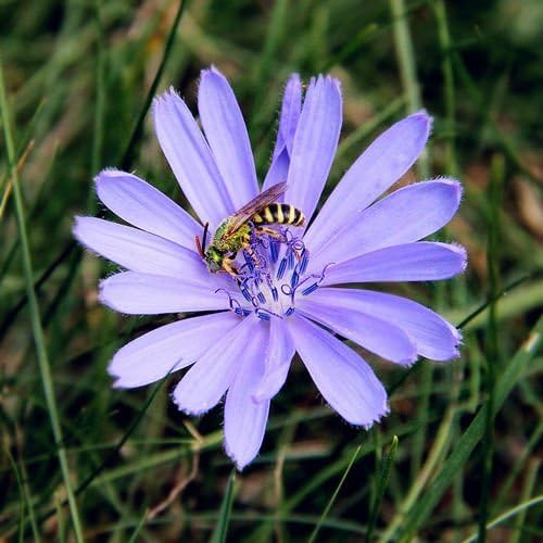 Chicory - Chicorium Intybus 1000 seed s coffee substitute CombSH