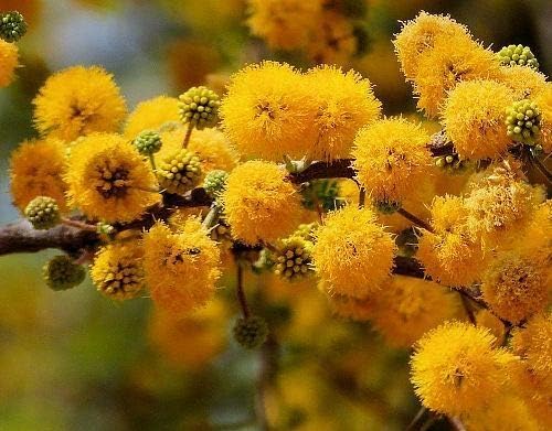 Acacia, Sweet, Sweet Acacia, Acacia Farnesiana, 4in Potted Plant, Organic