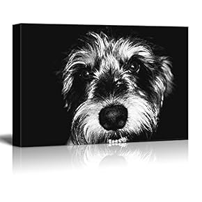 Dogs Series A Schnauzer Against Black Background