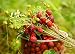 Rare Seeds Red Strawberry Blesk Zvezd - Glitter Stars Organic Russian Berries