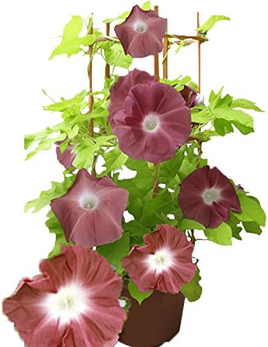 Amazon ハッピーガーデン 希少な朝顔市のあさがお 黄葉団十郎朝顔 6号 鉢植え 花 ギフト 観葉植物 オンライン通販