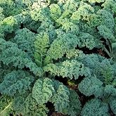 1000 Dwarf Blue Scotch Curled Kale Seeds for Planting Heirloom Non GMO 4+ Grams Garden Vegetable Bulk Survival