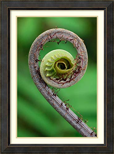 Framed Wall Art Print Young Rolled up Fern Fiddlehead Braulio Carrillo National Park Costa Rica by Thomas Marent 28.12 x 38.00 - Thumbnail 6