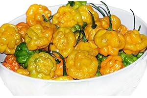 HARLEY SEEDS 30+ Yellow Scotch Bonnet Jamaican Hot Pepper Seeds Heirloom Non-GMO Spicy, from USA