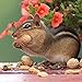 Bright Day Calendars Chipmunks 2018 16 Month Wall Calendar