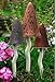 Bosmere Garden Ceramic Lawn Toadstools, Spring Colors (3-Pack)