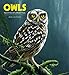 Owls: Paintings by Jeremy Paul 2020 Wall Calendar by 