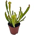 BubbleBlooms Sweet Pitcher Plant, Carnivorous Plant, Sarracenia rubra Walter pitcherplant