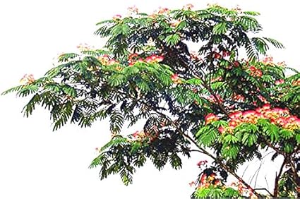 Amazon Com Golden Autumn Farm 10 Mimosa Persian Silk Tree Albizia Julibrissin Seeds Bonsai Persian Pink Silk Tree Garden Outdoor