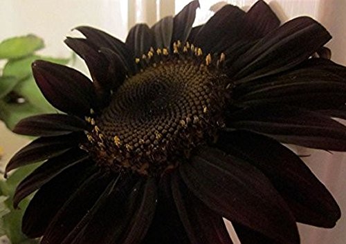 Rare 100% True Black Decorative Sunflower Seeds, Professional Packing, 20 Seeds/Pack, Very Interesting Attracting Bees Butterflies