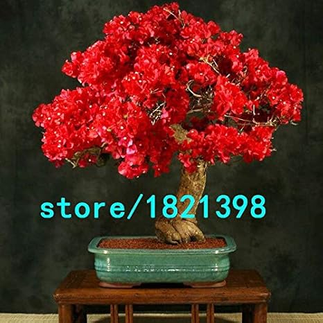 Amazon 3 熱い販売9種類の色ブーゲンビリアspectabilisは多年生の盆栽植物の花ブーゲンビリアの種100個を選択することができます 花