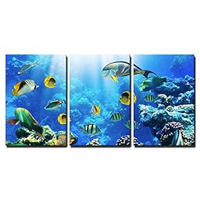 3 Piece Canvas Wall Art - Photo of a Tropical Fish on a Coral Reef - Modern Home Art Stretched and Framed Ready to Hang - 16"x24"x3 Panels