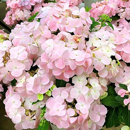 国華園 花木苗 アジサイ フレンチボレロ 1株 21年春商品 鉢 プランター Amazon