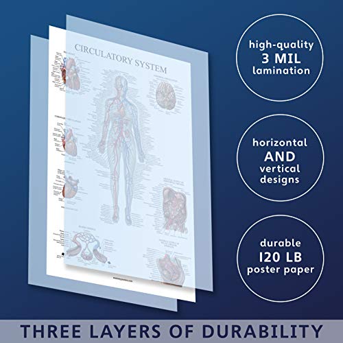 Circulatory System Anatomical Chart - Vascular Anatomy Poster - Double Sided - (18