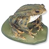 3B Scientific VN708/1 Male Common Toad