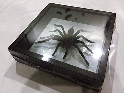 Thai Decorated Real Giant Bird Eating Tarantula EURYPELMA SPINICRUS Spider Taxidermy Boxed Display