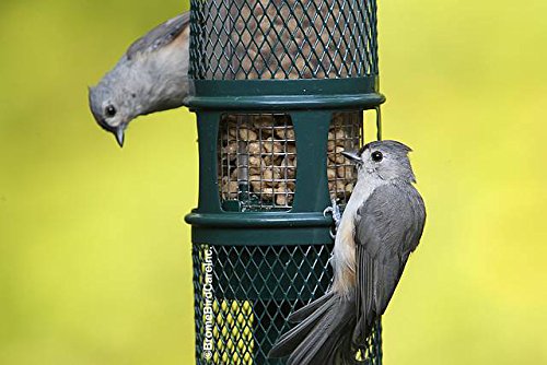 Squirrel Buster Peanut+ Squirrel-proof Bird Feeder w/Woodpecker