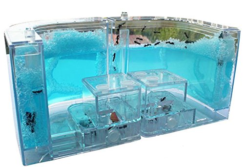 image for Ruixunte Shipping Ant Farm Labyrinth Nursery Clear Plastic Maze Feedin