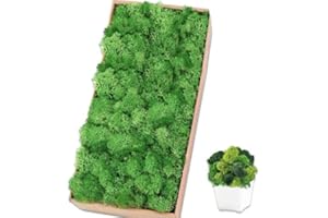 TCYPUHL Preserved Moss for Crafts Green Reindeer Moss for Potted Plants, Craft Decorative Moss Decor for Wall Art, Dried Moss(1.1 lb, Green)