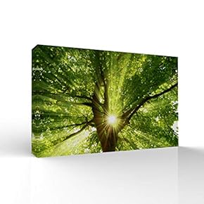 Canvas Wall Art-Sunshine in The Forest -Canvas Prints Home Artwork Decoration for Living Room,Bedroom - 12x18 inches