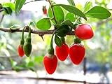 100 HIMALAYAN TIBETAN GOJI BERRY WOLFBERRY FRUIT Bush Lycium Barbabarum Seeds
