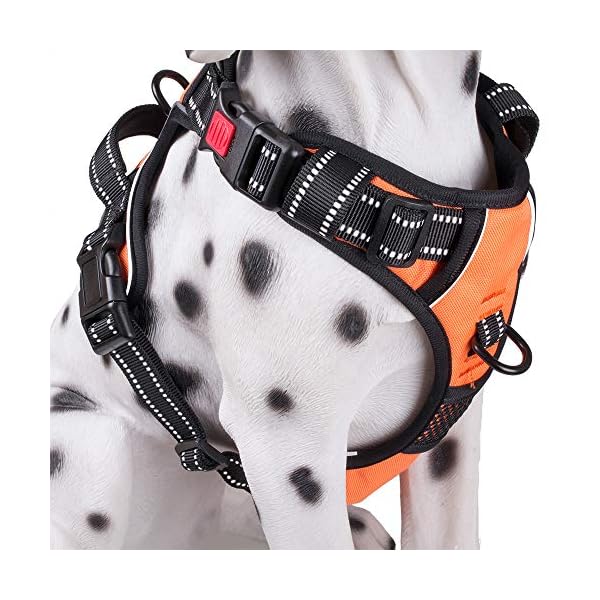 kong no pull harness