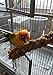 Birds LOVE Wholesome & Lovely Spray Millet Non-GMO (No Stems Only Edible Tops) for Parrots Birds Cockatiel Lovebird Parakeets Finch Canary All Parrots Healthy Treat - 5lbs