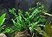 Microsorum Pteropus