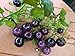 *VERY RARE* BLUE TOMATO* Seeds 25 Indigo Rose*ORGANIC* Open Poll* OSU*#1104-A