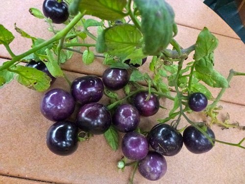*VERY RARE* BLUE TOMATO* Seeds 25 Indigo Rose*ORGANIC* Open Poll* OSU*#1104-A *VERY RARE* BLUE TOMATO* Seeds 25 Indigo Rose*ORGANIC* Open Poll* OSU*#1104-A