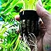 Giant Jungle Val | Vallisneria Gigantea Potted Tall Background Live Aquarium Plants Decoration Tropical Freshwater Fish Tank by Greenpro