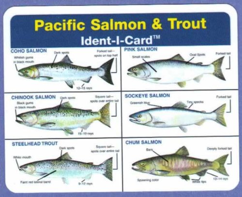 Pacific Salmon and Trout Ident-I-Card - Freshwater Fish Identification Card